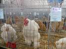 shighisoara 2012 073