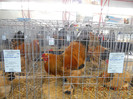 shighisoara 2012 075