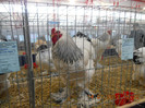 shighisoara 2012 081