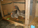 shighisoara 2012 092