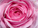 dew-pink-rose[1]
