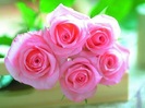 pink rose 02 by picsofflowers_blogspot_com