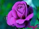 purple rose 03 by picsofflowers_blogspot_com