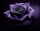 purple rose by picsofflowers_blogspot_com