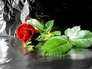 red rose by 02 picsofflowers_blogspot_com