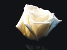 white rose 02 by picsofflowers_blogspot_com