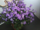 campanula