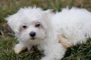 bichon-maltez