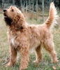 Otterhound (copoiul pentru vidre)