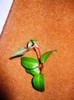 FUCHSIA CURGATOARE