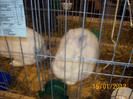 Picture 003