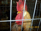 Picture 049