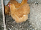 DSCF5161