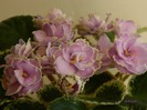 DSCN6500