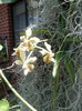 16.01.12 vanda rezista eroic...