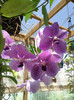 16.01.12 vanda rezista eroic...