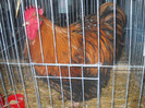 DSCN0174