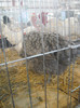 DSCN0218
