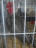 DSCN0222