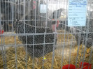 DSCN0225