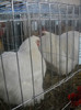 DSCN0229