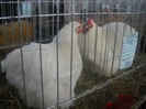 FAMILIE ORPINGTON ALBA