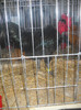DSCN0233
