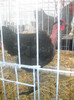 DSCN0235