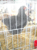 DSCN0237