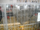 DSCN0239
