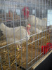 DSCN0250