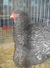 DSCN0258