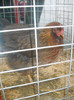 DSCN0267