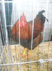 DSCN0268