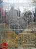DSCN0269