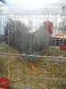 DSCN0270