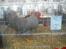 DSCN0272