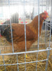 DSCN0279