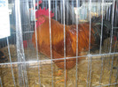 DSCN0283