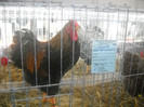 DSCN0297