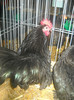 DSCN0374