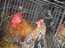 DSCN0383
