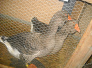 DSCN0418