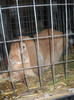 DSCN0529