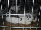 DSCN0532