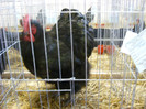 SN853780