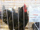 SN853779