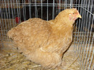 SN853775