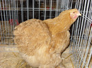 SN853774