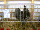 SN853790